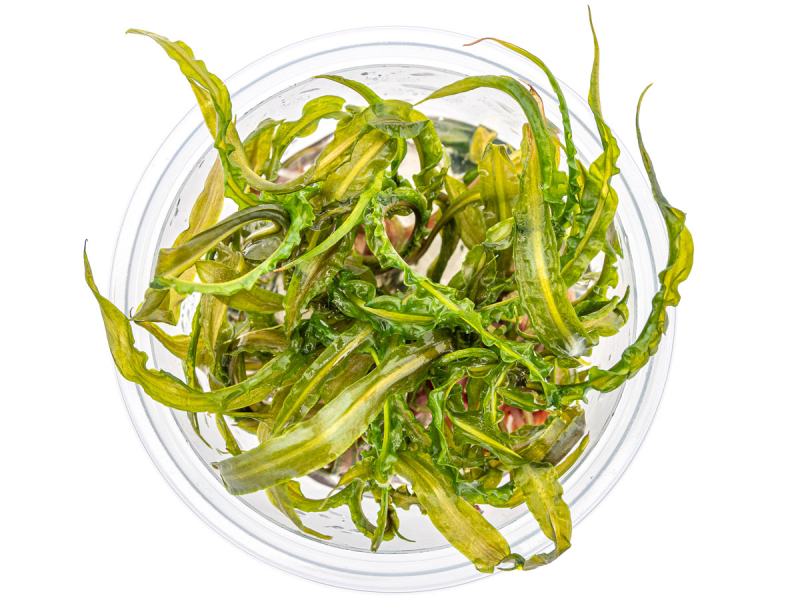 Grasblättriger Wasserkelch - Cryptocoryne crispatula in vitro
